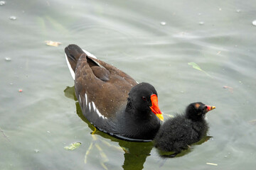 close up portrait of an adult moorhen with her chick	