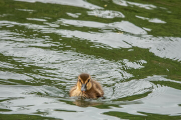 cute fluffy duckling swimming in the river	
