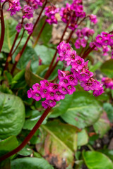 beautiful bright pink flowers of bergenia elephant's ears