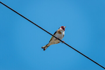 the goldfinch a highly coloured finch perched on a cable with a bright blue sky as background