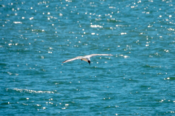 Fototapeta na wymiar black headed gull flying over the sea