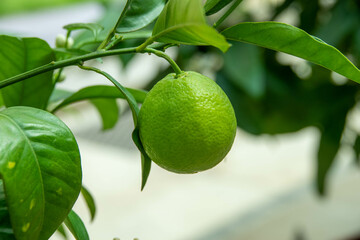 close up of green lime hanging from branch on the lime tree