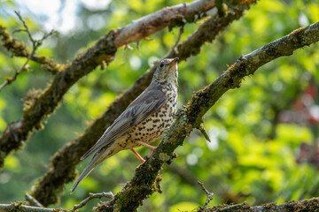 portrait of a beautiful thrush perched on the branch of a tree