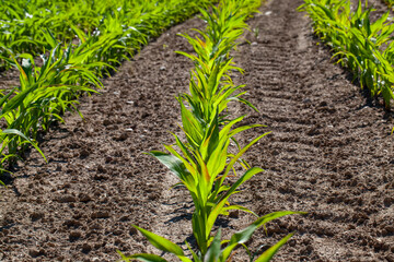 agricultural field with corn in soil and mud