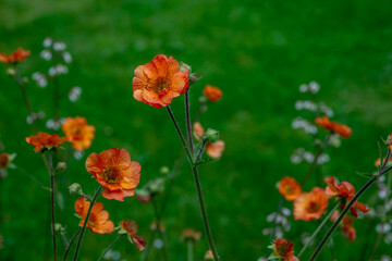 beautiful bright orange flowers of Boris's Avens plant