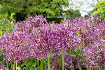 Fototapeta premium beautiful purple flowers of black garlic allium nigrum