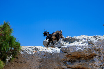 Black domestic goat in Greece - 508984455