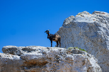 Black domestic goat in Greece - 508984640