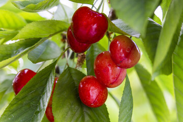 Obst in der Reife