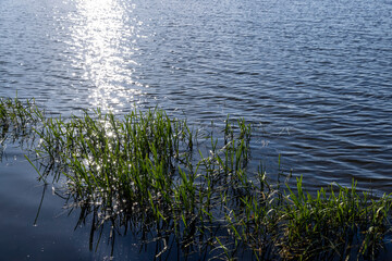 grass and other plants growing near the water of the lake