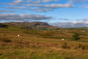Obraz premium Moorland in St John's-in-the-Vale looking towards Tewet Tarn, and the fells beyond Derwentwater, Lake District, Cumbria, England