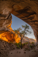 Sunrise in Tree Cave