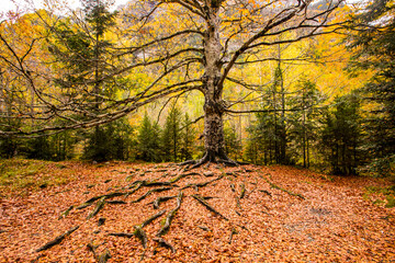 Autumn in Ordesa and Monte Perdido National Park, Spain