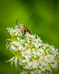 bug on a flower