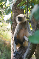 A Langur in a forest in a national park in central India