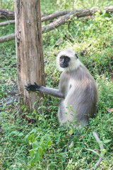 A Langur in a forest in a national park in central India