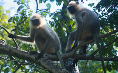 Langurs in a forest in a national park in central India