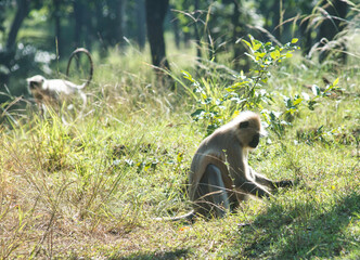 Langurs in a forest in a national park in central India