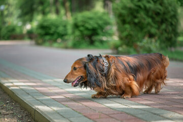 Portrait of a beautiful thoroughbred long-haired dachshund in a summer park.