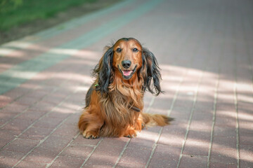 Portrait of a beautiful thoroughbred long-haired dachshund in a summer park.