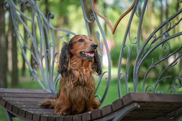 Portrait of a beautiful thoroughbred long-haired dachshund in a summer park.