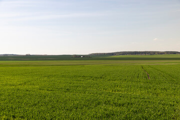 Fototapeta na wymiar agricultural field where green unripe wheat grows