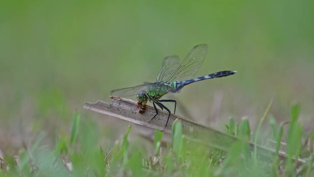 green dragonfly on the grass eating an insect