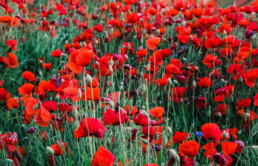 Beautiful red poppy flowers on the meadow.