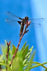 Libéllule sur bourgeon de laurier