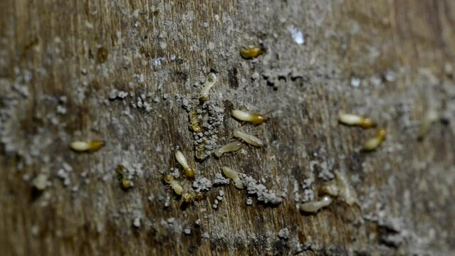 Termites nesting on furniture pictured soft focus