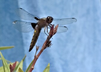 Libéllule sur bourgeon de laurier