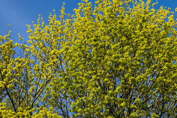 the young foliage of the maple tree in the spring season