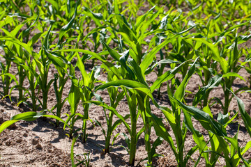 agricultural field with corn in soil and mud