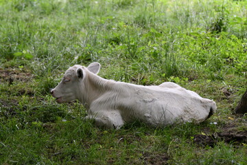 White Calf