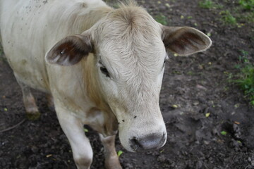 White Cow in a Farm Field