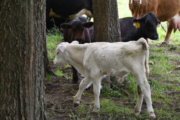 White Cow Calf and a Herd of Cows in a Farm Field