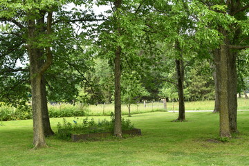 Fototapeta na wymiar Trees in a Green Yard