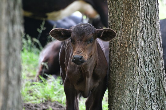 Cow Calf by a Tree in a Field