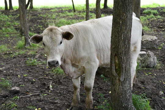 White Cow by a Tree in a Farm Field