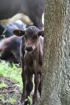 Brown Cow Calf by a Tree