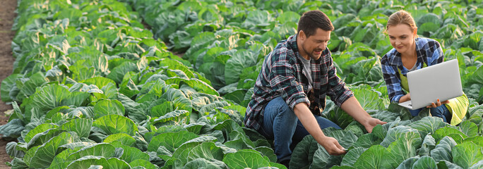 Agricultural engineers working in cabbage field. Banner for design