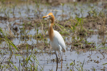 荒れた畑に佇むアマサギ