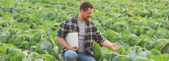 Male agricultural engineer working in cabbage field