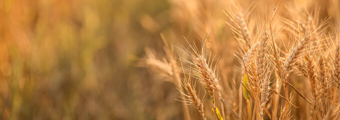 Golden wheat spikelets in field, closeup. Banner for design