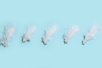 Beautiful feathers on blue background