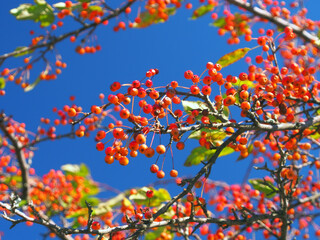 ズミの赤い木の実	