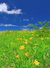 夏空とニッコウキスゲ･霧ヶ峰 [改良版]