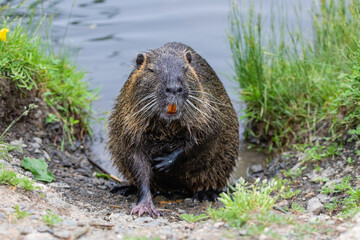 Nutria 47