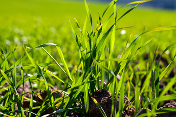 sunny weather in spring in nature with green plants and grass