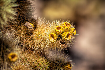 Flowering Cactus in Desert